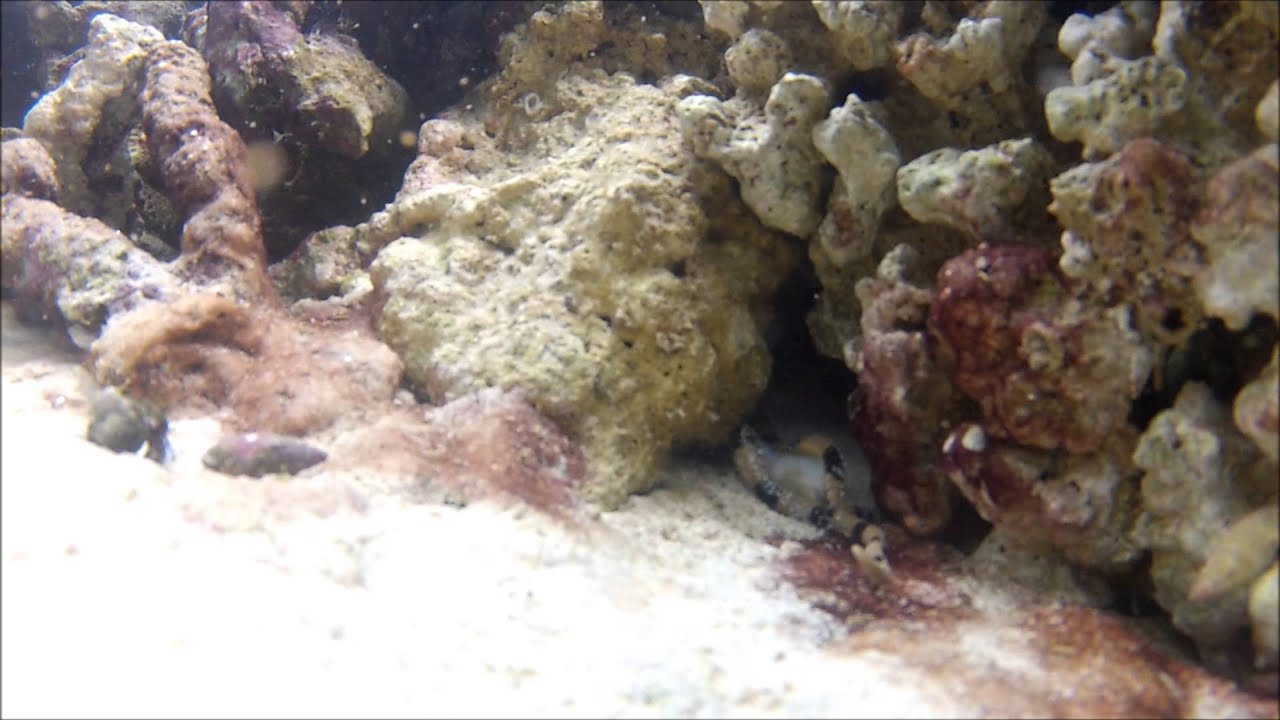 Serpent Starfish eating cod YouTube
