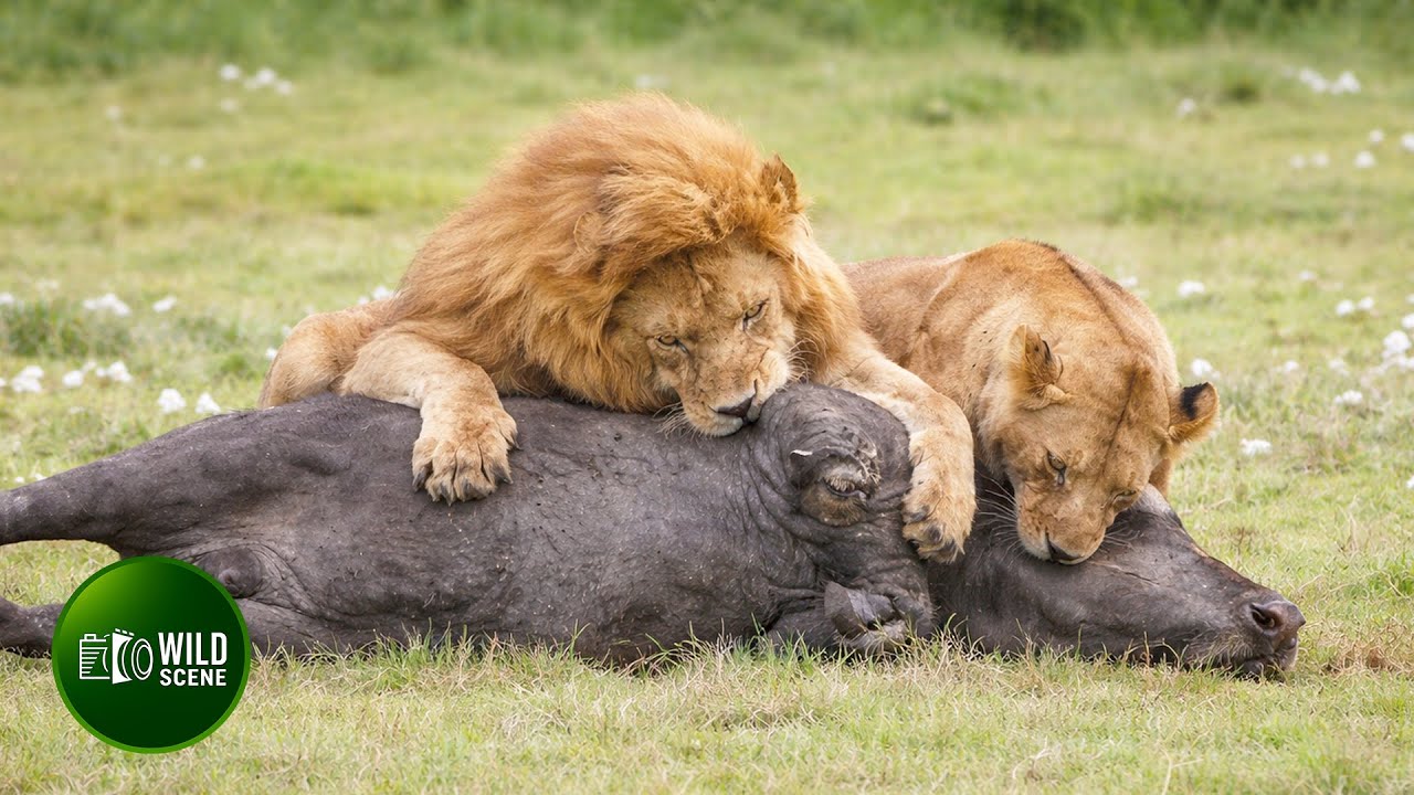 Most Incredible Moments of Lions Hunt Buffaloes Ever Recorded | Animal Fights