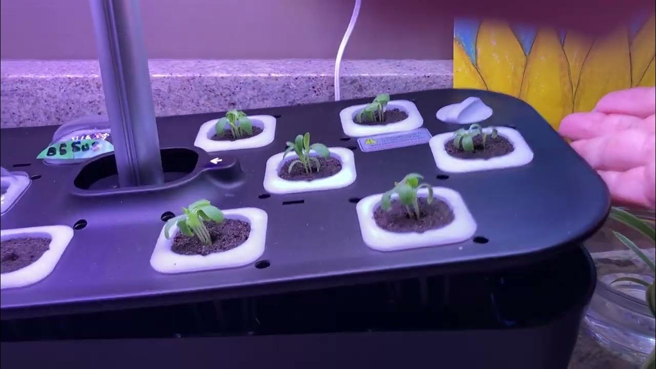QYO Hydroponics Growing System YouTube