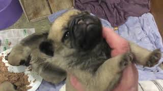 Gorgeous pug puppies having their first meal