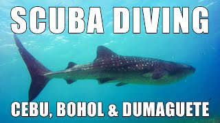 Scuba Diving in Cebu, Bohol & Dumaguete (Philippines) | Diving Philippines | MayenTV