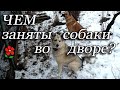 10 минут из собачьих будней. Лёгкое видео выходного дня. Вы просили моих "артистов"? Они здесь!