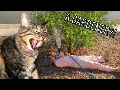 Penny Is Shocked When Her Ham Talks Back! Plus, She Loves The New Gardener!