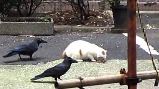 Вороны тролят кота \ Ravens Troll Cat