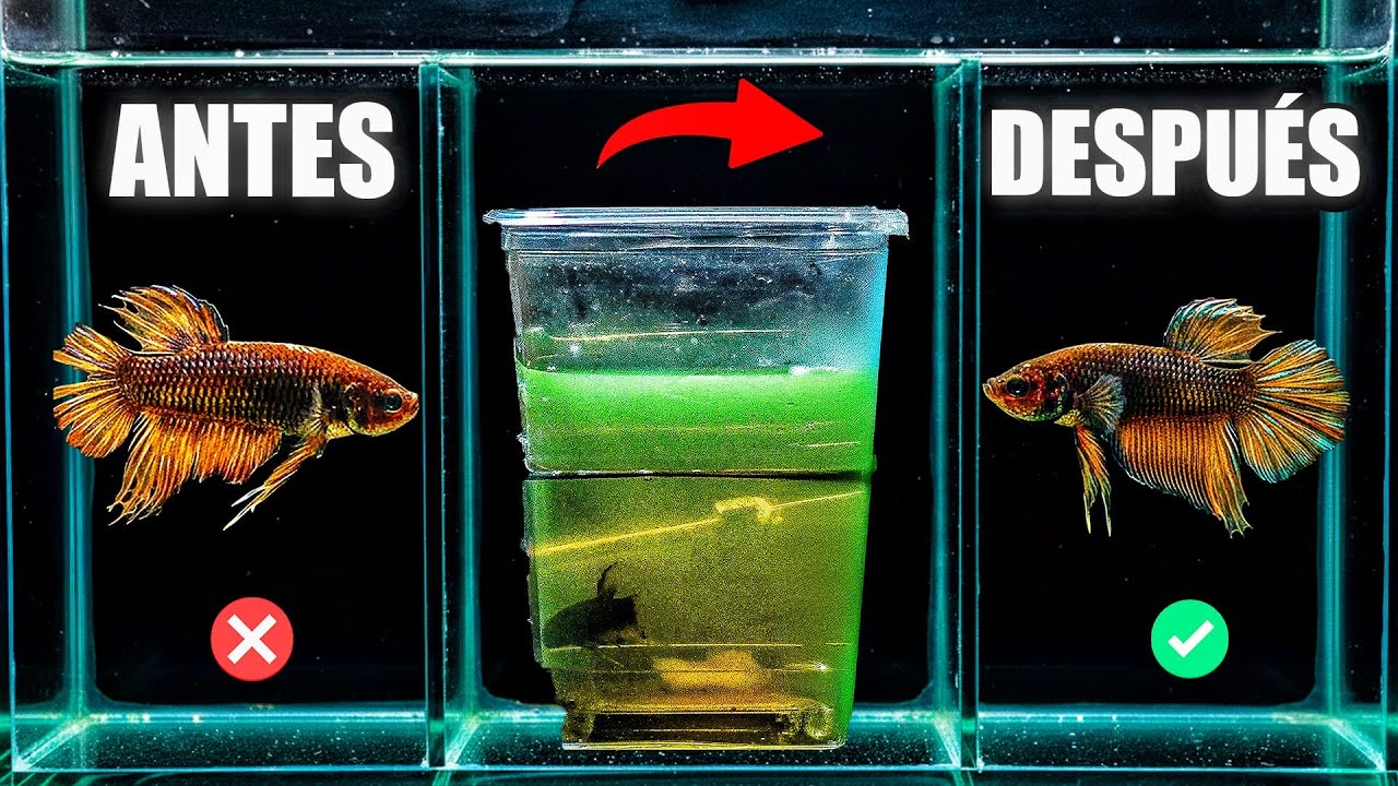 Regeneré las aletas de mi betta en solo 6 días ❗️😱🔥🔥