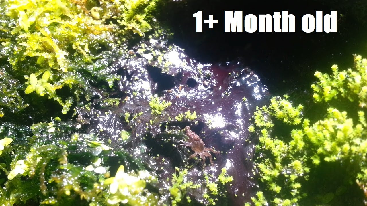 How are the Baby Vampire Crabs Doing?