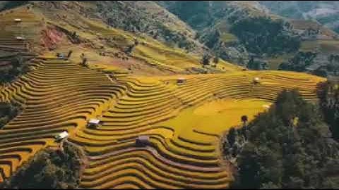 MÙ CANG CHẢI MÙA LÚA CHÍN ĐẸP NHƯ 1 GIẤC MƠ