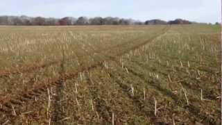 Invicta Wheat Update with Direct Drill