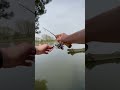 Fish on every cast // риба на кожному закиді // @SpinningFishing @fishing @рибалка