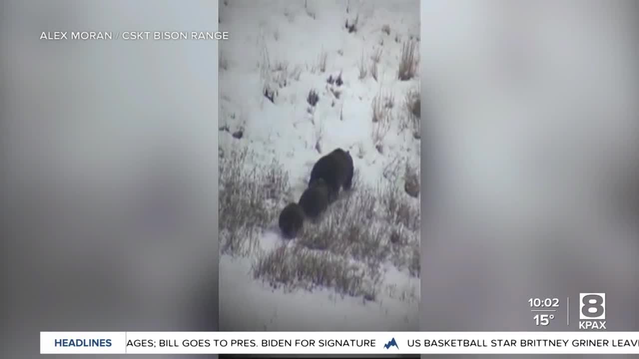 Grizzly bear family stops by Bison Range in Montana