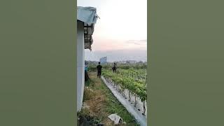 ga bahaya ta? kerjo teros gak tau prei