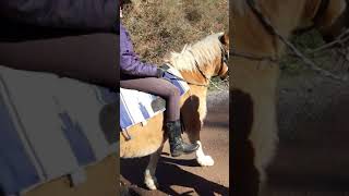 Reittherapie