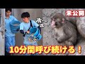 【パンチくん🐵】未公開映像!一途にホーホー鳴き続けて飼育員さんを呼ぶ姿‥もう見れないシーンかも💧