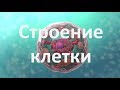 8. Строение клетки (9 или 10-11 класс) - биология, подготовка к ЕГЭ и ОГЭ 2018