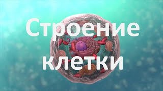 8. Строение клетки (9 или 10-11 класс) - биология, подготовка к ЕГЭ и ОГЭ 2018