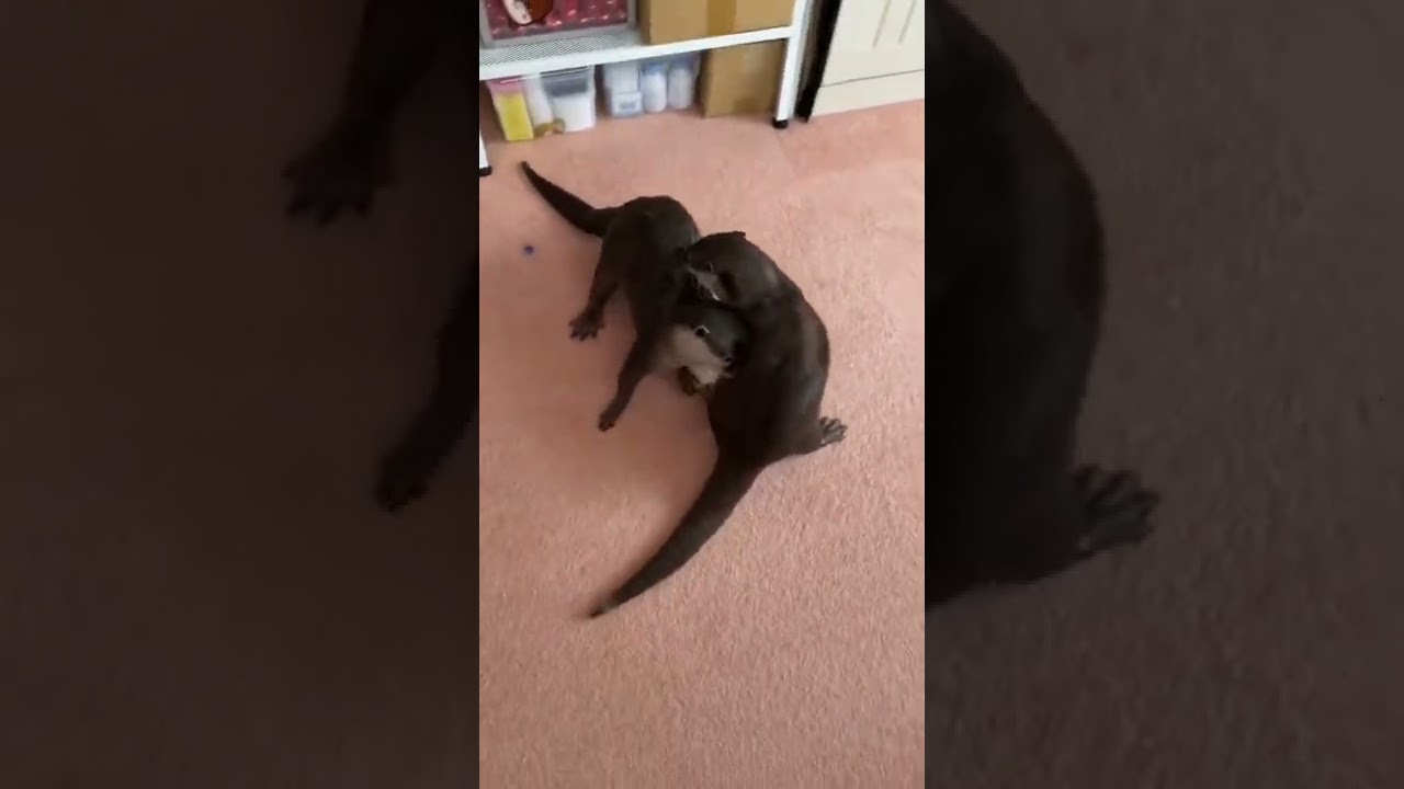 uncompromising battle - baby otter | tdt animal 