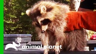 Raccoons Being Illegally Kept As Pets Taken To Rehab Facility | North Woods Law