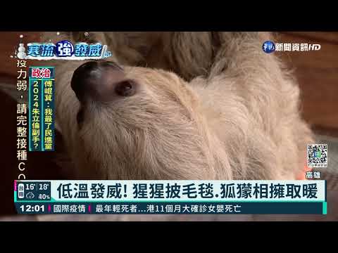 低溫發威! 猩猩披毛毯.狐獴相擁取暖｜華視新聞 20220222