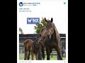 Winx is a mum the mighty mare