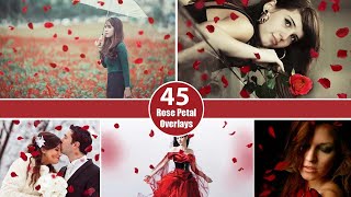 45 Falling Rose Petals PNG Photo Overlays