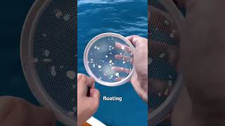 The Shocking Truth About the Great Pacific Garbage Patch 🌊🌍#shorts #shortsfeed