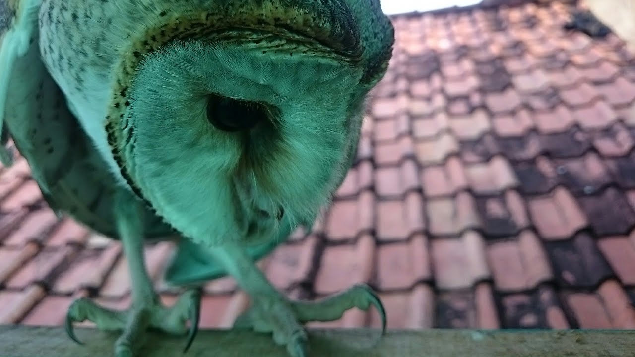my barn owl / tyto alba 