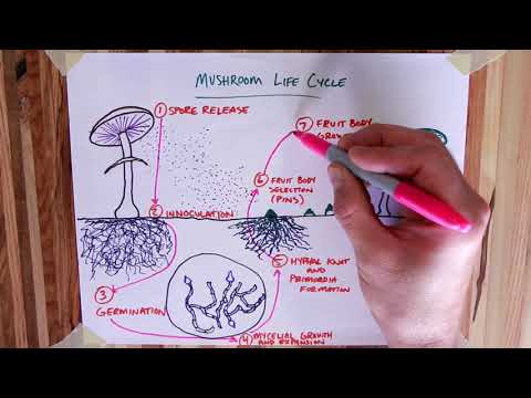 How Mushrooms Grow in the Wild - Lifecycle of Fungus Illustrated - Spores and Mycelium