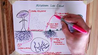 How Mushrooms Grow in the Wild - Lifecycle of Fungus Illustrated - Spores and Mycelium