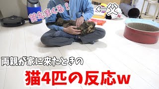 ママの両親が家に遊びに来たときの猫4匹の反応