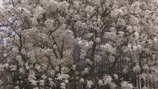 URMC Expert: Allergy season is expected to be tough again this year