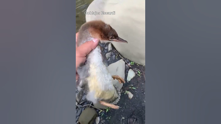 PAJARO NINJA