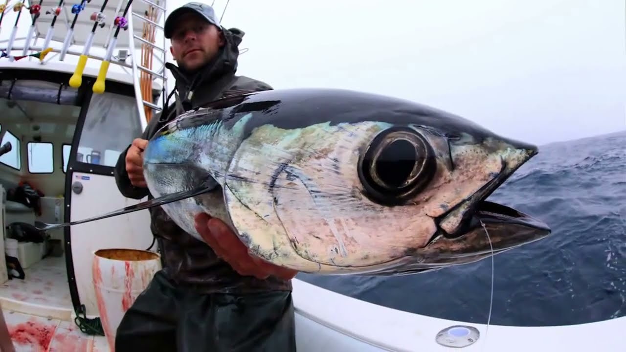 EWA Travel Tuna Video