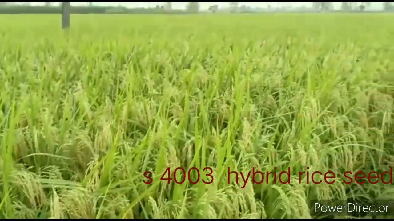 Syngenta S 4003 Hybrid Rice Seed. धान हाइब्रिड सिंजेंटा S4003 - YouTube