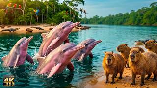 Relaxing Walk in the Amazon: River of Life - Peruvian Amazon (4K | No Music)