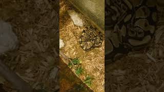 Famous BALL PYTHONS DO NOT EAT FROGS!!! WARNING LIVE FEEDING ALMOST... Net Worth