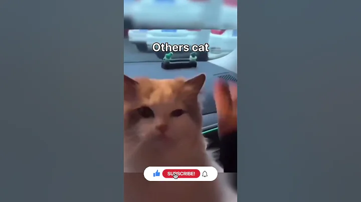 Video 5898171: hilarious cat fails, cat fails hilariously funny, enjoy best funny cats