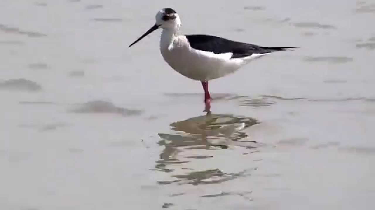 Black-winged Stilt feeding