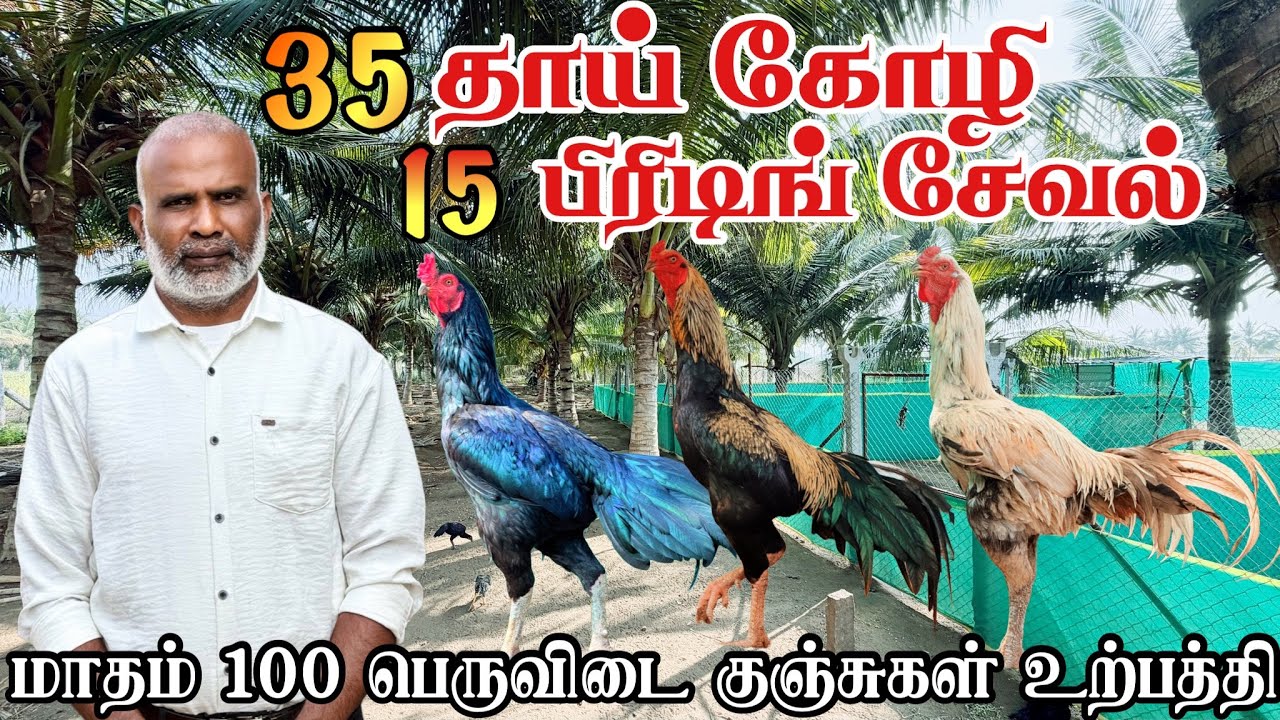 தென்னந்தோப்பில் பெருவிடைக் கோழி மற்றும் சேவல்களை வளர்க்கும் பண்ணையார் | Poultry Farm #farming