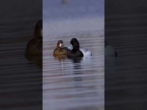 Gorgeous, Drake bluebill