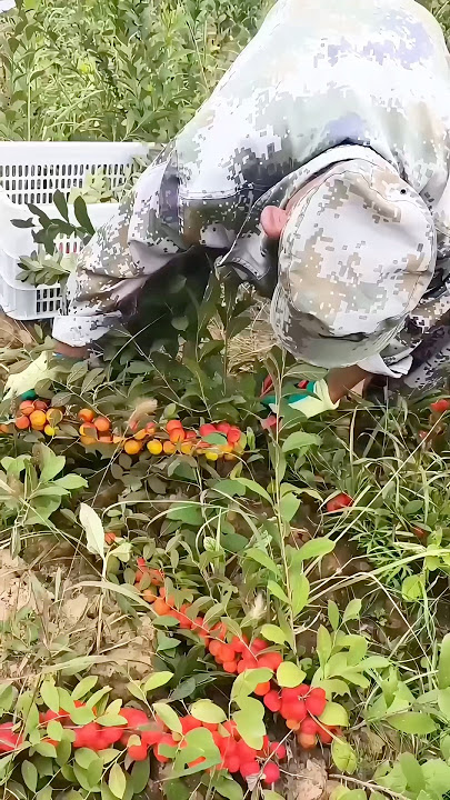 Harvesting Prunus humilis: Tasty and nutrient-rich, it's ideal for juice processing