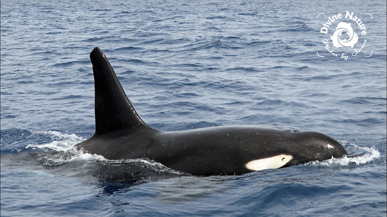 Rare Orcas (Killer Whales) in Drake Bay, Costa Rica on the World Famous