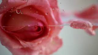 Roses Fading Backgrounds Resimi