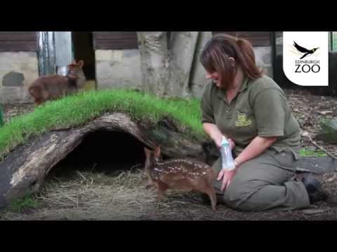 Video: Kan ik een pudu-hert bezitten?