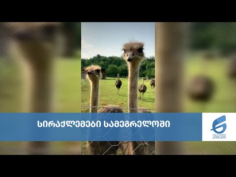 სირაქლემები მარტვილში