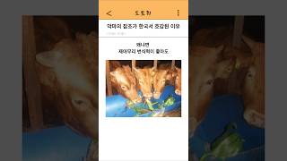 악마의 잡초가 한국에서 호감된 이유 ㄷㄷ