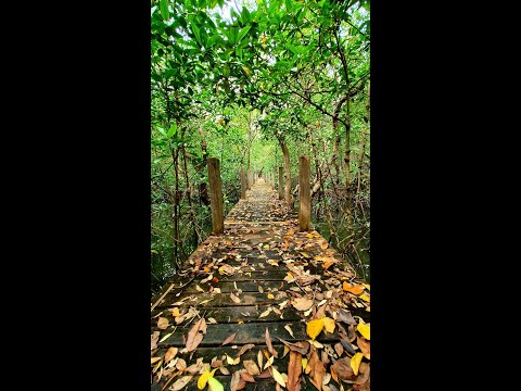 A walk in the mangroves. Pak Nam Krasae, Klaeng District, Rayong, Thailand