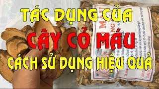 Cây cỏ máu có tăng cân không ? | Tác dụng của cây cỏ máu