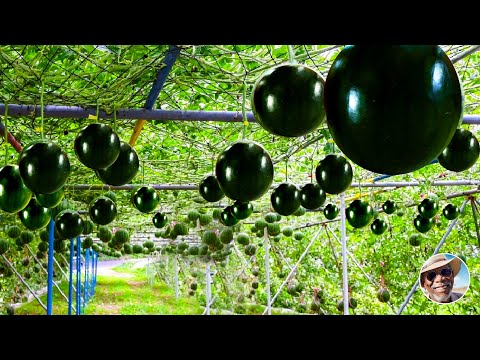How Could Japanese Farm Black Watermelons - Awesome melon Agriculture Technology