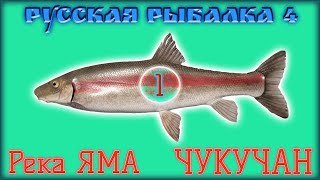 РР4 ЯМА ЧУКУЧАН / РУССКАЯ РЫБАЛКА 4 ЯМА ЧУКУЧАН / RUSSIAN FISHING 4 YAMA RIVER LONGNOSE SUCKER