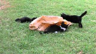 KITTENS 014.avi